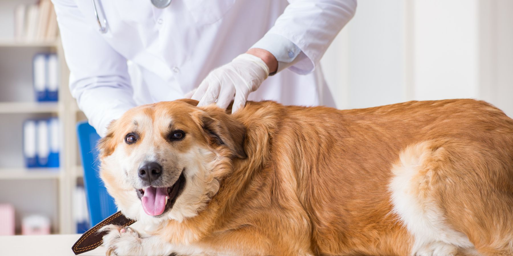 Demystifying Dog Collapsed Trachea: Understanding the Basics